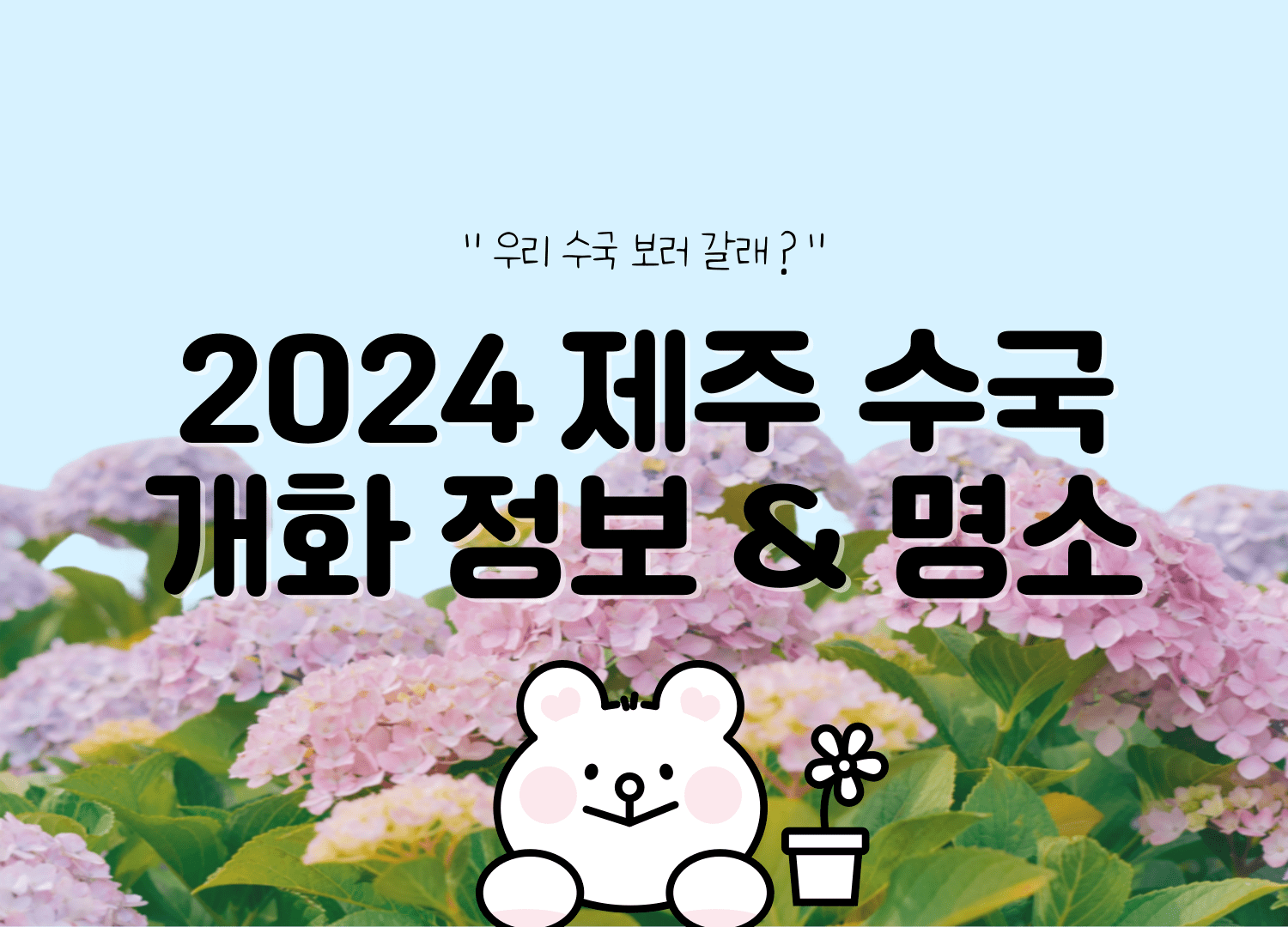 2024 제주 수국 개화